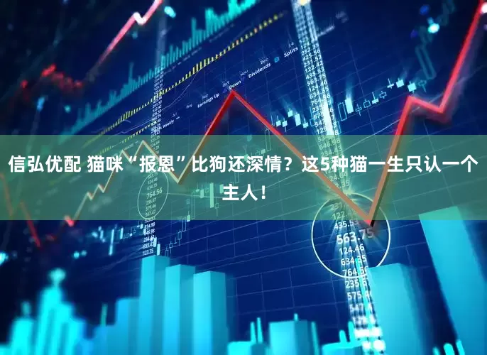 信弘优配 猫咪“报恩”比狗还深情？这5种猫一生只认一个主人！